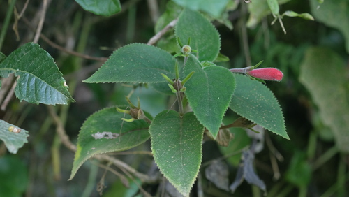 Sinningia reitzii