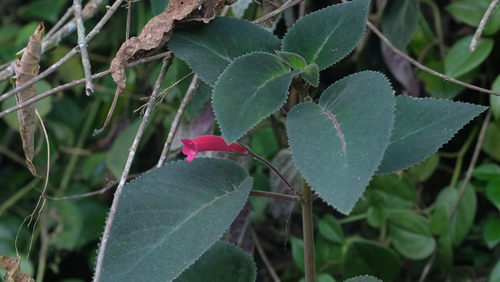 Sinningia reitzii