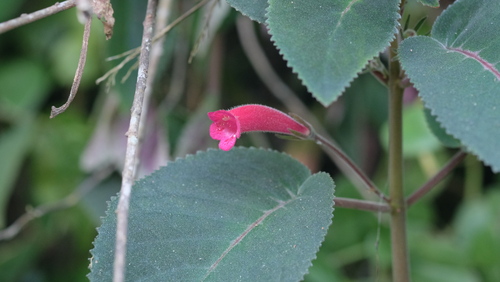 Sinningia reitzii