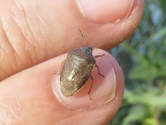 Holcostethus limbolarius