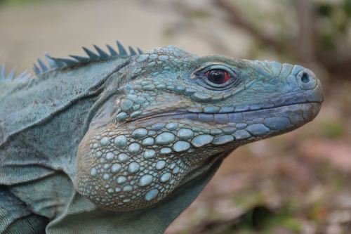 Grand Cayman Blue Iguana, Cyclura lewisi