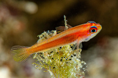 Pale Dwarfgoby photo 2