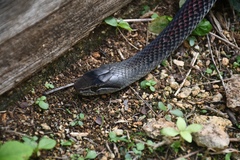 Cubophis caymanus