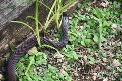 Cubophis caymanus