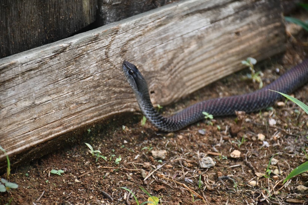 Black Snake