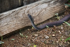 Cubophis caymanus