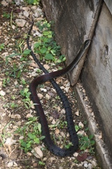 Cubophis caymanus