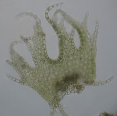 Lepidolaena taylorii