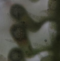 Lepidolaena taylorii