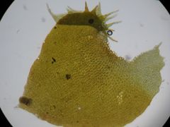 Lepidolaena taylorii