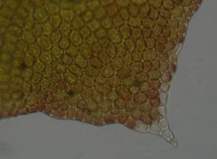 Lepidolaena taylorii