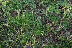 Cardamine hirsuta hirsuta