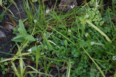 Cardamine hirsuta hirsuta