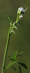 Cardamine hirsuta hirsuta
