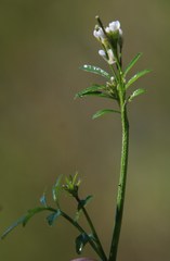 Cardamine hirsuta hirsuta