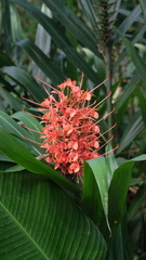 Scarlet Ginger Lily (Hedychium coccineum)