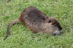 Coypu photo 5