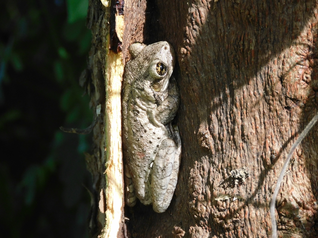 Mambai Casque-Headed Tree Frog