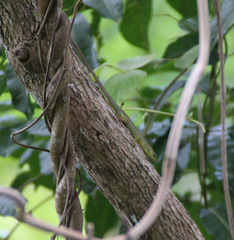 Emoia concolor