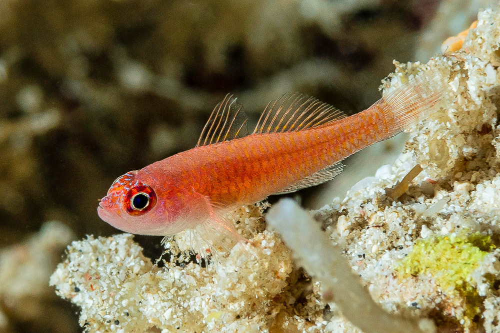 Blood-Spot Pygmy Goby