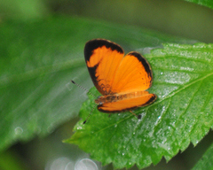 Tegosa anieta