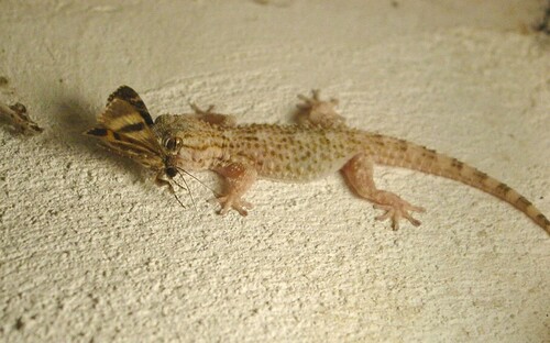 Mauergecko (Madeira Reptilien und Amphibien) · iNaturalist