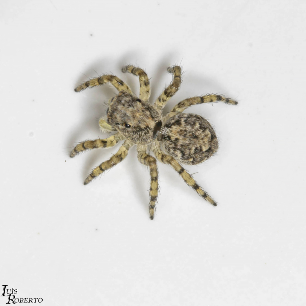 Marma nigritarsis