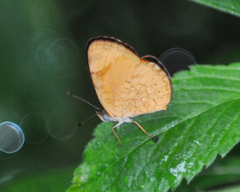 Tegosa anieta