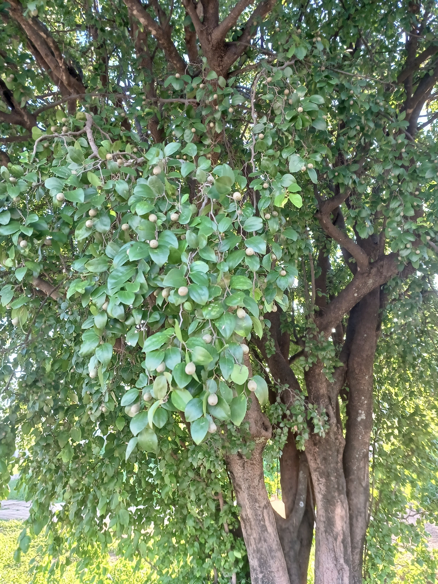 Sarcomphalus joazeiro