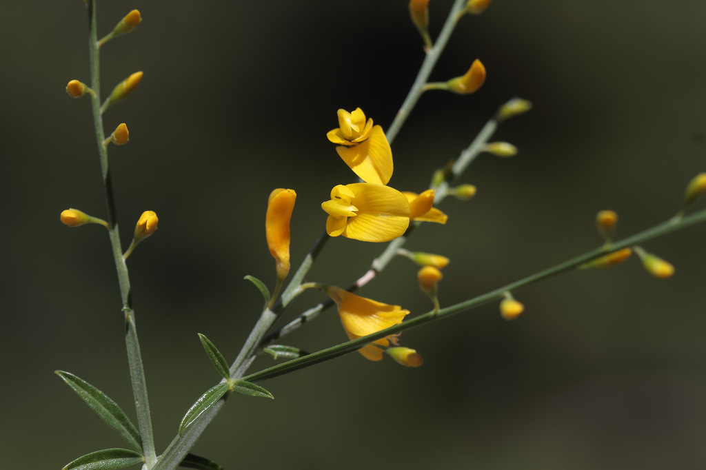 Gonocytisus