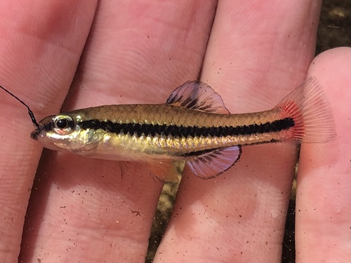 Bluefin killifish (Lucania goodei) — Fundulidae — 2