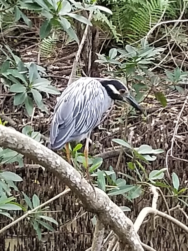 Nyctanassa violacea image