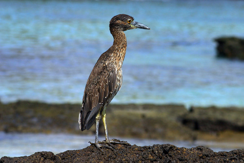 Yaboa Común (Nyctanassa violacea)