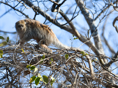 Chacoan Titi Monkey photo 3
