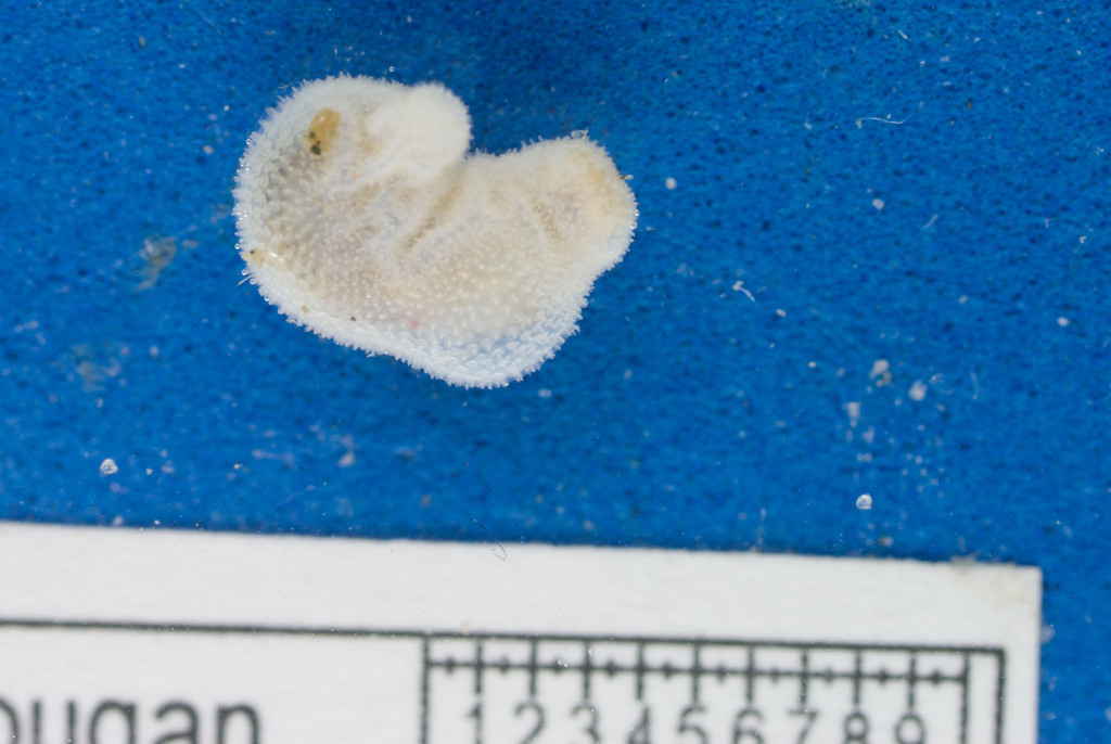Eupyrgidae