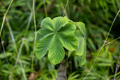 Cecropia longipes image