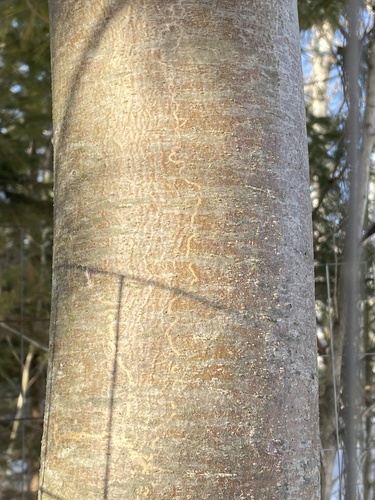 White Pine Barkminer Moth photo 4