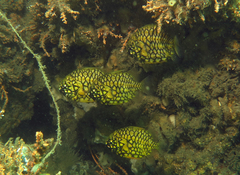 Cleidopus gloriamaris