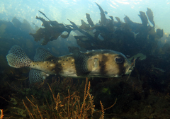 Chilomycterus reticulatus