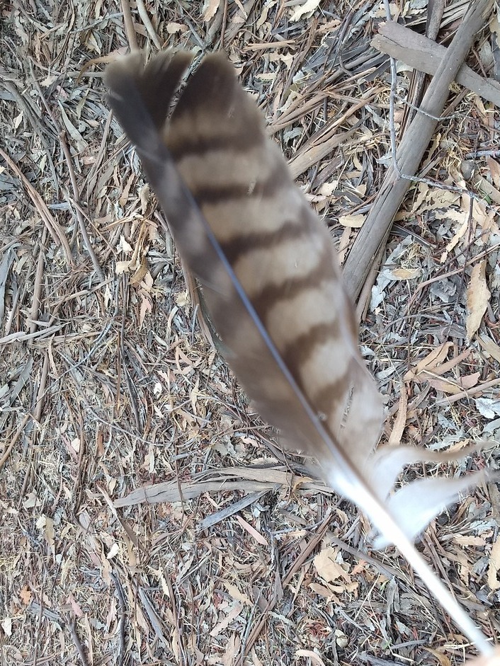 Redtailed Hawk from Edenvale Gardens Regional Park, CA, US on