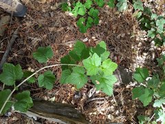 Ribes malvaceum viridifolium