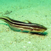 Striped Catfish - Photo (c) Gina, some rights reserved (CC BY-NC), uploaded by Gina