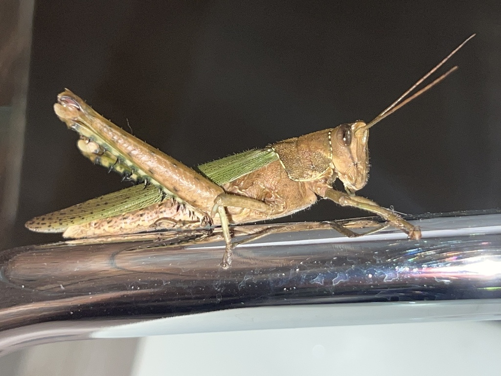 Coryacris conspersipennis
