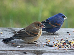 Blue Grosbeak photo 6