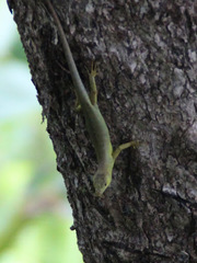 Emoia concolor