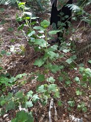 Ribes malvaceum viridifolium