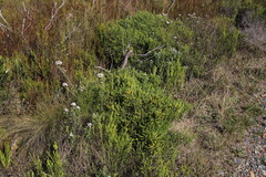 Aspalathus ericifolia