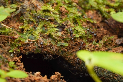 Pheidole plagiaria