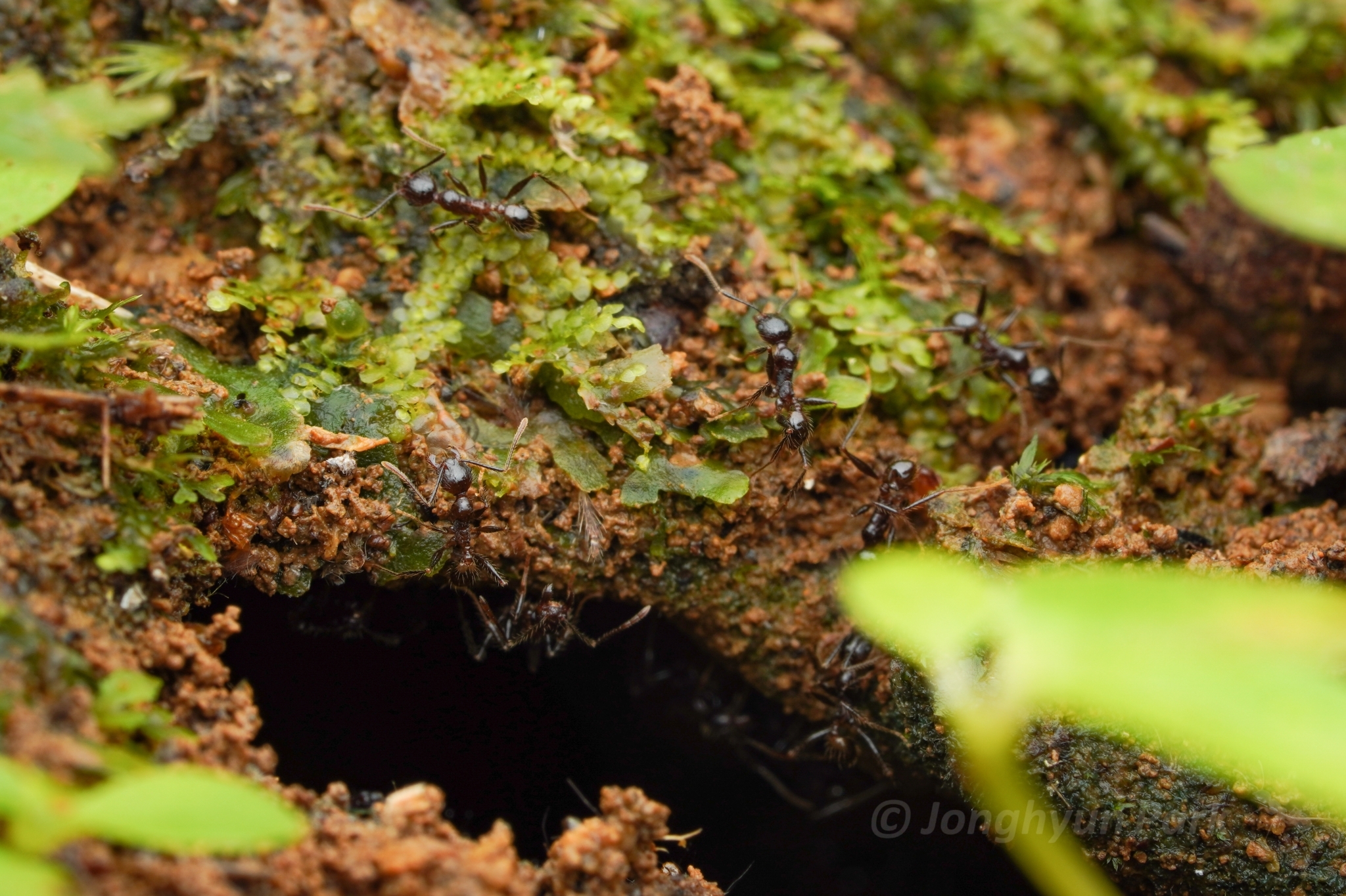 Pheidole plagiaria