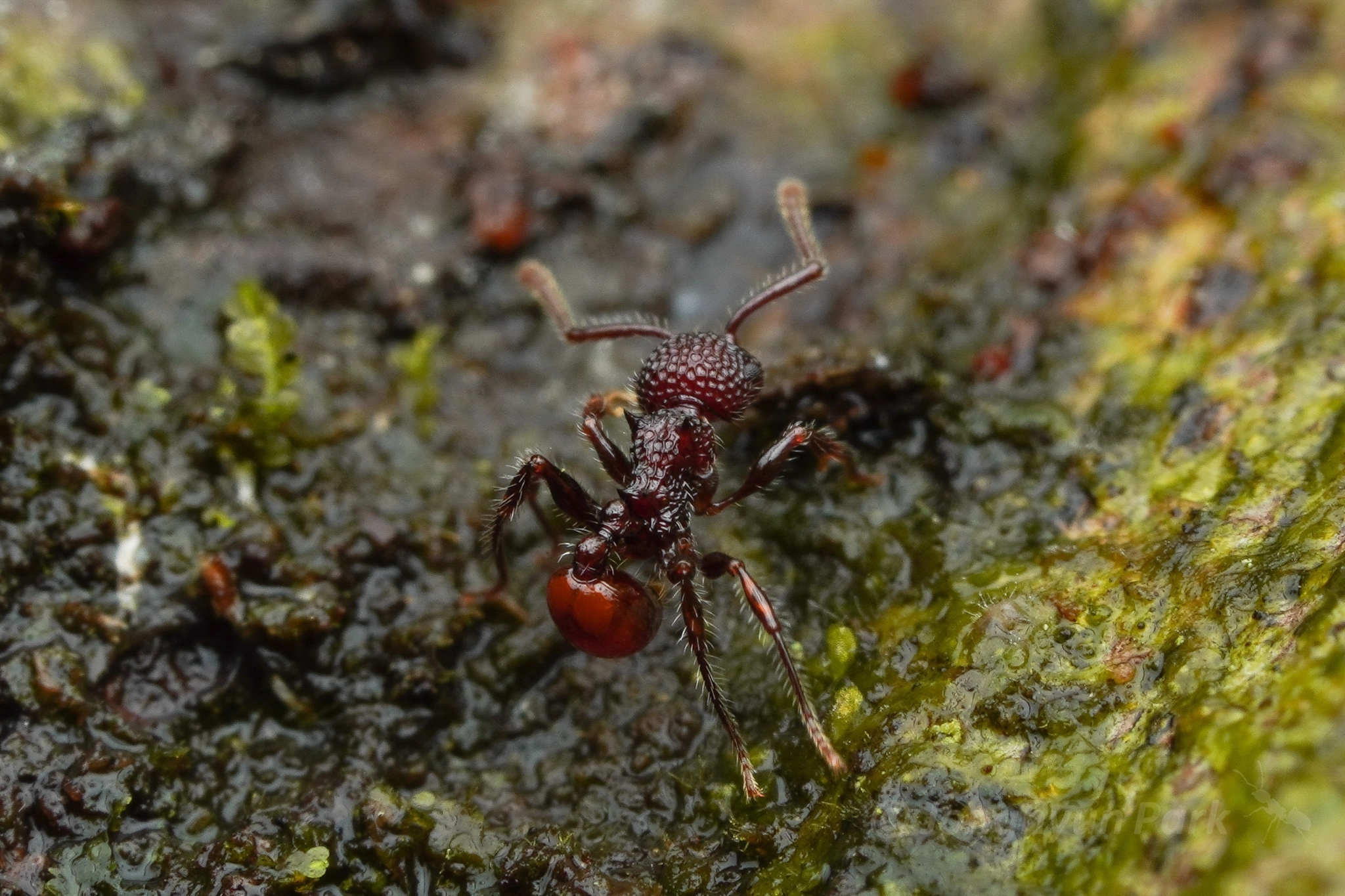 Pristomyrmex costatus